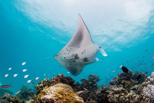 InterContinental Maldives earns important shark &amp; ray area status