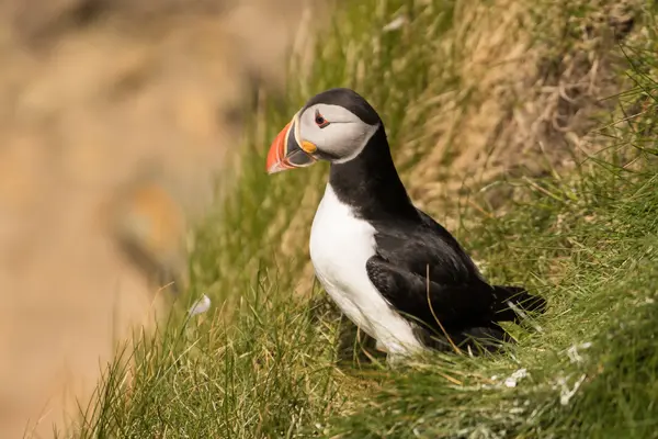 The greatest puffin spotting experience in England and how to book it