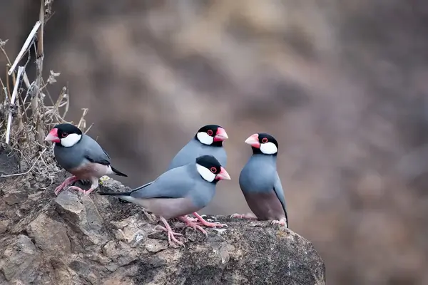 Meet the ancient reptiles, blushing snails and beautiful birds that can help you sell St Helena