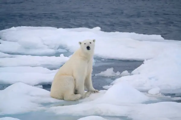 What do Svalbard's new rules mean for wildlife spotting?