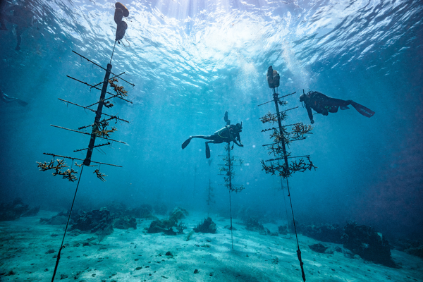 Sandals Resorts celebrates World Oceans Day