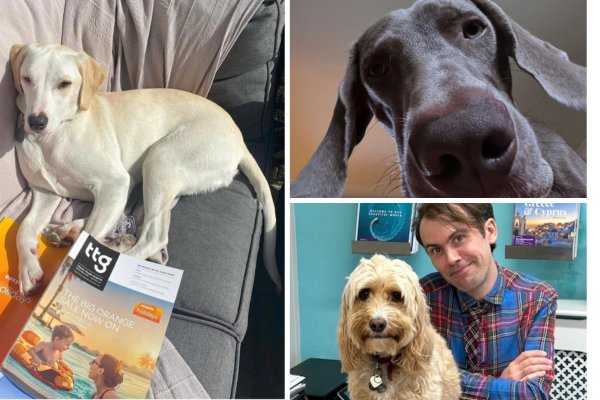 ‘He's our welcoming committee’: meet the pups in travel agents melting hearts